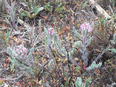 Chloropyron maritimum, photographed by Adam J. Searcy