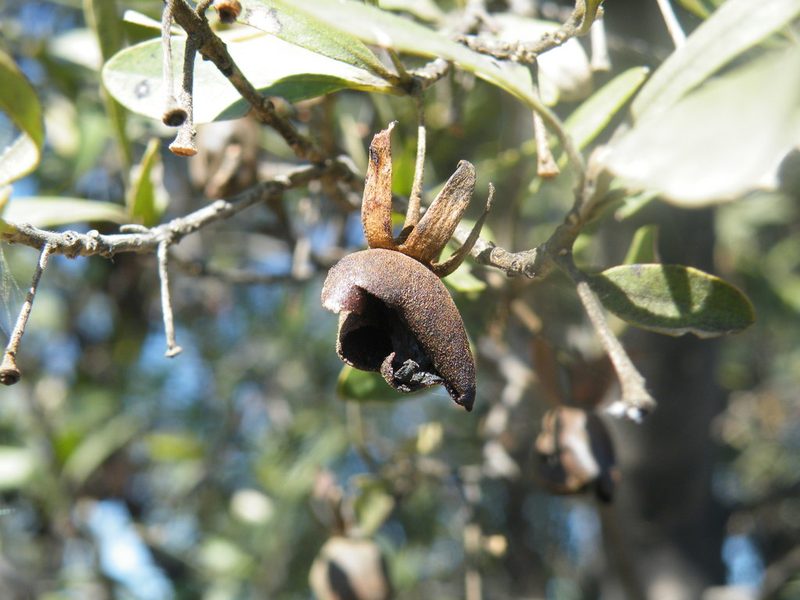 Diospyros lycioides, photographed by Antoinette Eyssell Knox