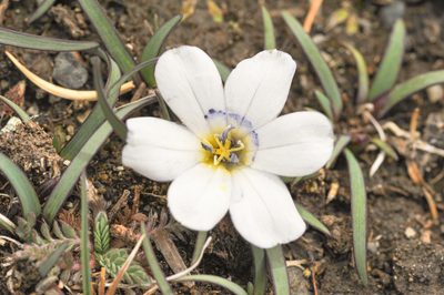 Olsynium acaule, photographed by Morten Ross