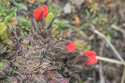 Castilleja nubigena, photographed by Morten Ross