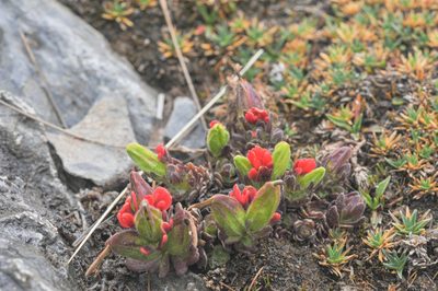 Castilleja nubigena, photographed by Morten Ross