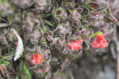 Castilleja nubigena, photographed by Morten Ross