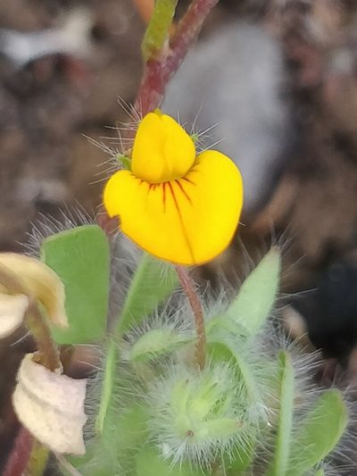 Lotus palustris, photographed by Vítor Jorge