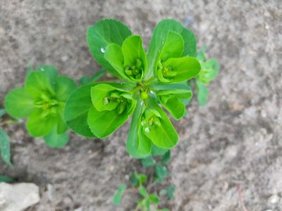 Euphorbia helioscopia, photographed by Morten Rosenvold Villadsen