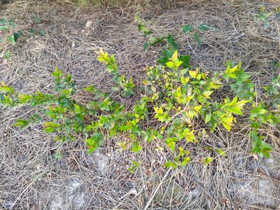 Myrtus communis, photographed by carnifex