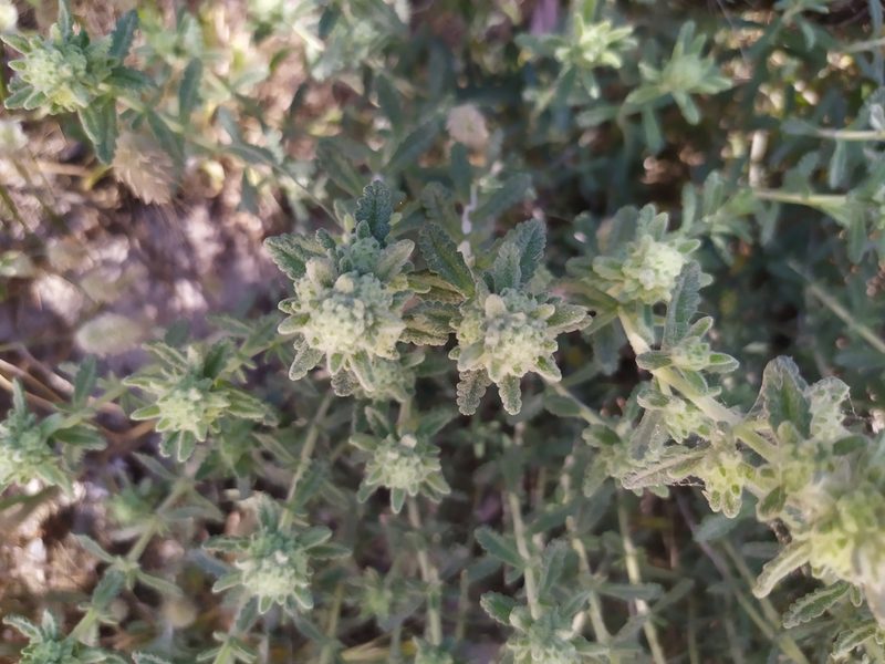 Teucrium dunense, photographed by carnifex
