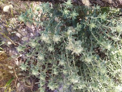 Teucrium dunense, photographed by carnifex
