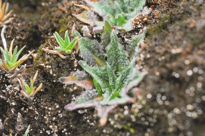 Phylloscirpus deserticola, photographed by Morten Ross