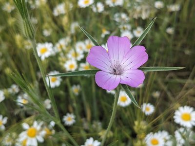 Agrostemma githago, photographed by Zoltán Stekkelpak