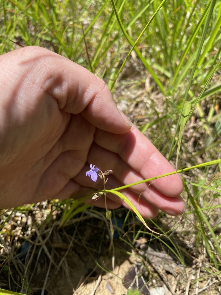 Lobelia gattingeri, photographed by Bonnie Semmling