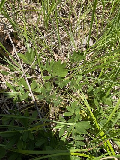 Pediomelum subacaule, photographed by Bonnie Semmling