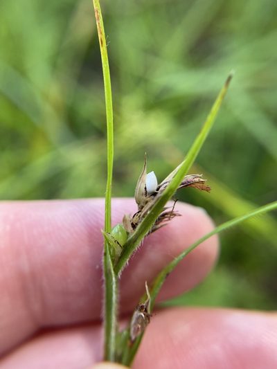 Scleria oligantha, photographed by Bonnie Semmling