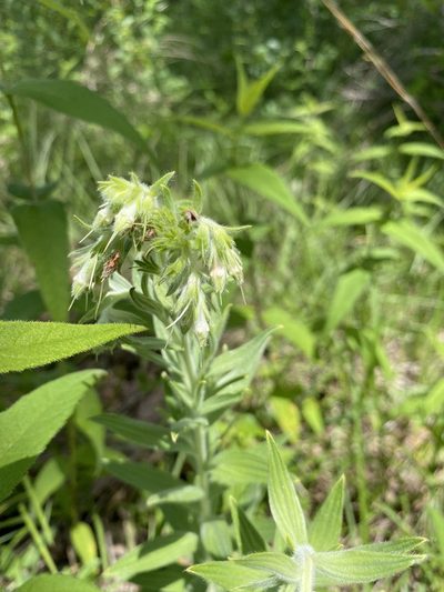 Lithospermum molle, photographed by Bonnie Semmling