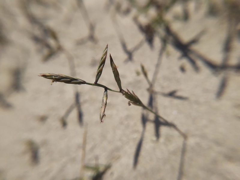 Cutandia maritima, photographed by carnifex