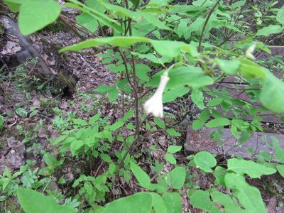Lonicera canadensis, photographed by Pierre Cartier