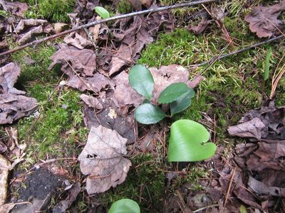Gaultheria procumbens, photographed by Pierre Cartier