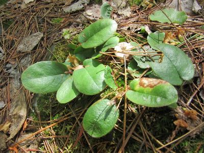 Epigaea repens, photographed by Pierre Cartier