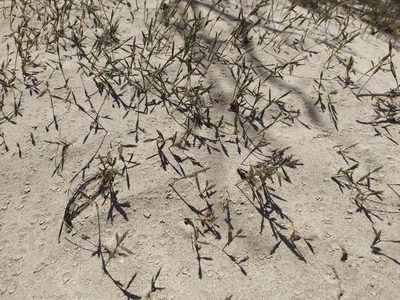 Cutandia maritima, photographed by carnifex