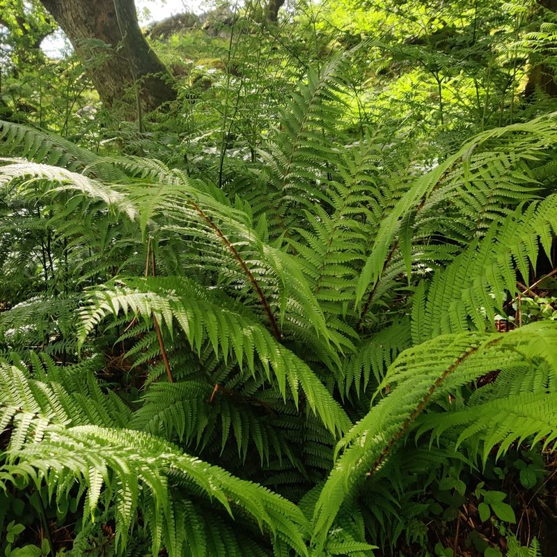Dryopteris affinis, photographed by Harshjeet Singh Bal
