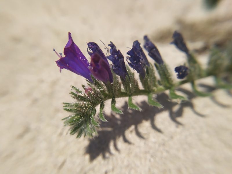 Echium sabulicola, photographed by carnifex