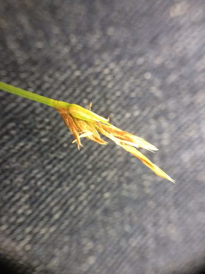Carex siccata, photographed by Étienne Lacroix-Carignan