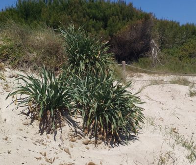 Pancratium maritimum, photographed by carnifex