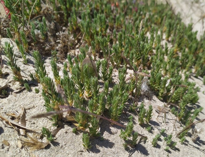 Crucianella maritima, photographed by carnifex