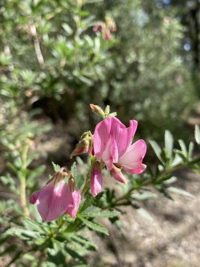 Ononis fruticosa, photographed by Fabien Anthelme