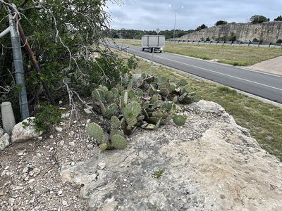 Opuntia engelmannii, photographed by CK2AZ