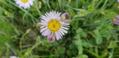 Erigeron pulchellus, photographed by Micki Colbeck