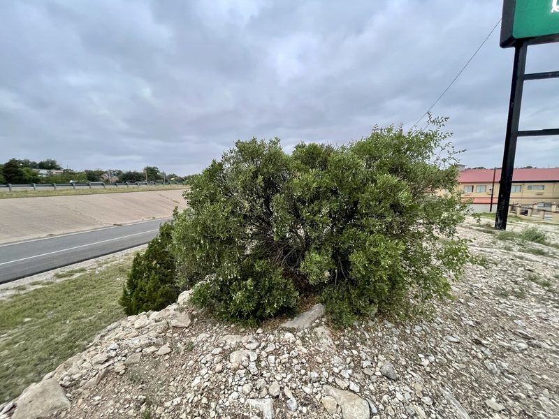 Dermatophyllum secundiflorum, photographed by CK2AZ