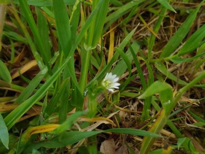 Cerastium fontanum, photographed by Daniel Greenwood
