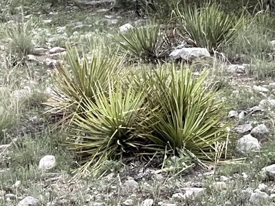 Yucca reverchonii, photographed by CK2AZ