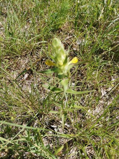 Melampyrum barbatum, photographed by Ljaž