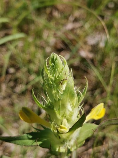 Melampyrum barbatum, photographed by Ljaž
