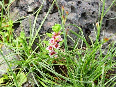 Lysimachia maritima, photographed by Ethan Lutterer