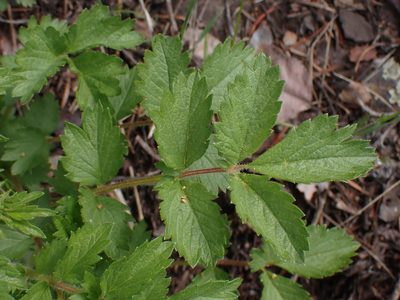 Drymocallis convallaria, photographed by Shane Johnson