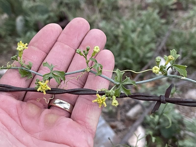 Ibervillea lindheimeri, photographed by CK2AZ