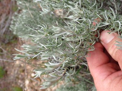 Tetradymia canescens, photographed by Shane Johnson