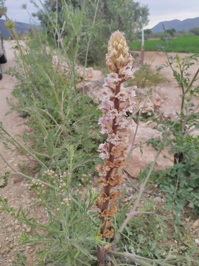Orobanche crenata, photographed by carnifex