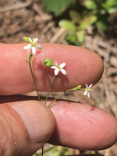 Euphorbia discoidalis, photographed by Andy Jordan