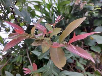 Salix mesnyi, photographed by 胡正恆(Jackson Hu)