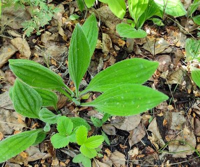 Plantago urvillei, photographed by Yurii Basov