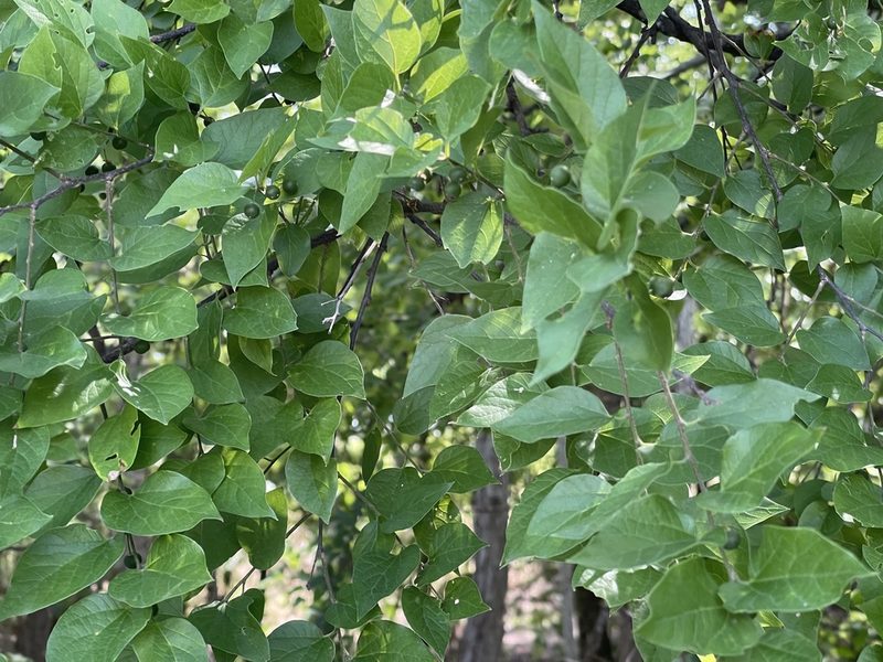 Celtis reticulata, photographed by CK2AZ