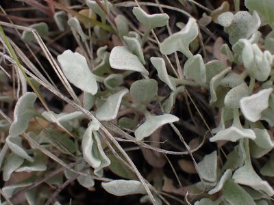 Eriogonum niveum, photographed by Shane Johnson