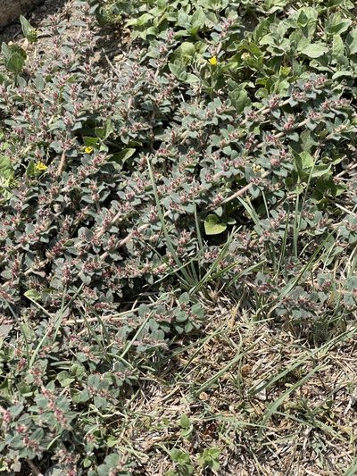 Euphorbia velleriflora, photographed by CK2AZ