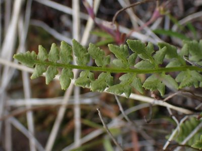 Woodsia oregana, photographed by Shane Johnson