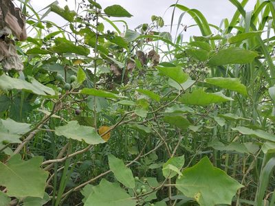 Solanum torvum, photographed by 胡正恆(Jackson Hu)