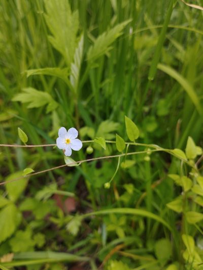Trigonotis radicans, photographed by Tatyana Petrenko