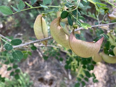 Colutea arborescens, photographed by Fabien Anthelme